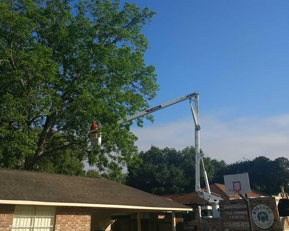 Bucket truck providing professional tree access for an Acadiana property