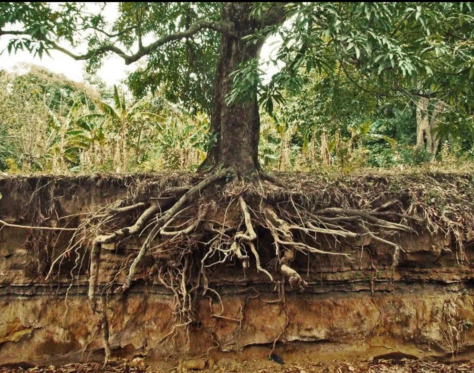 Exposed mature tree roots showing a condition that may warrant an arborist's evaluation