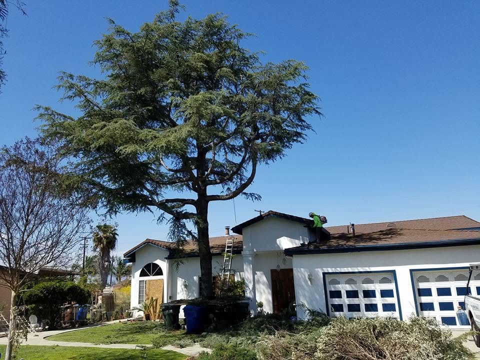 Tree crew carefully working around a residential roof before or after severe weather